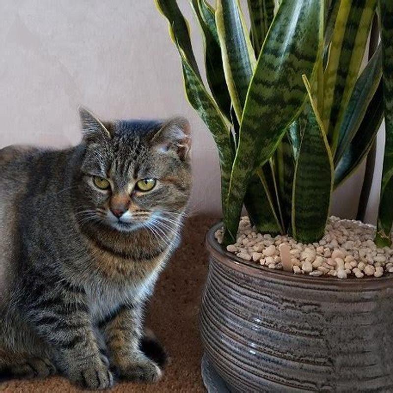 What plant is not good for cats?