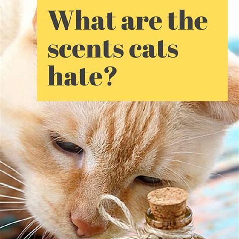 What smell will repel cats?