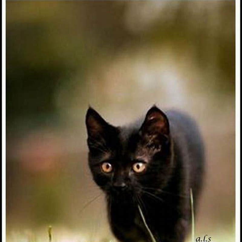 What songs do cats like the most?