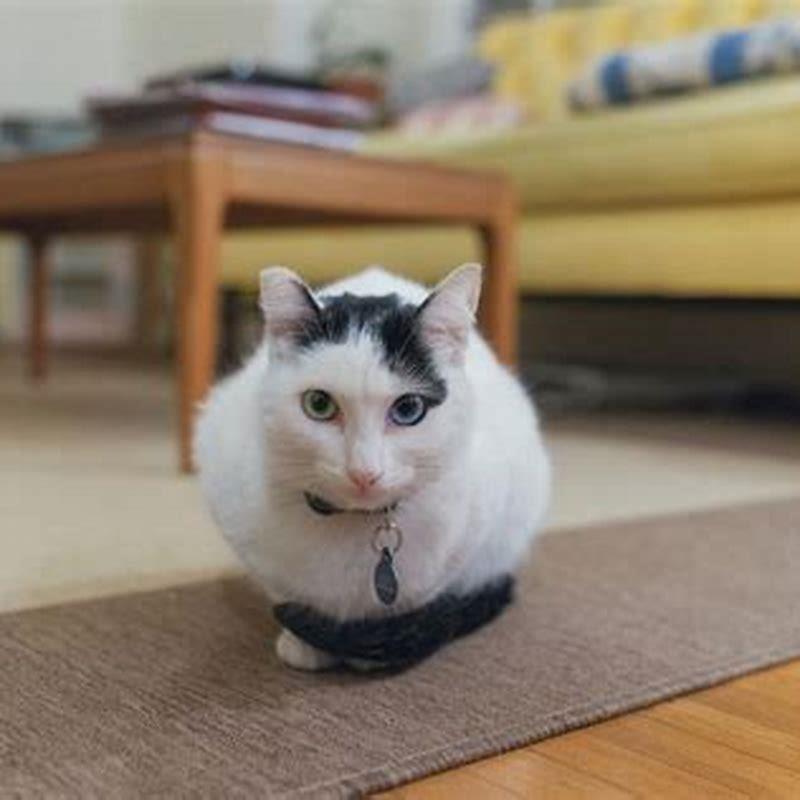 What stops cats from peeing everywhere?