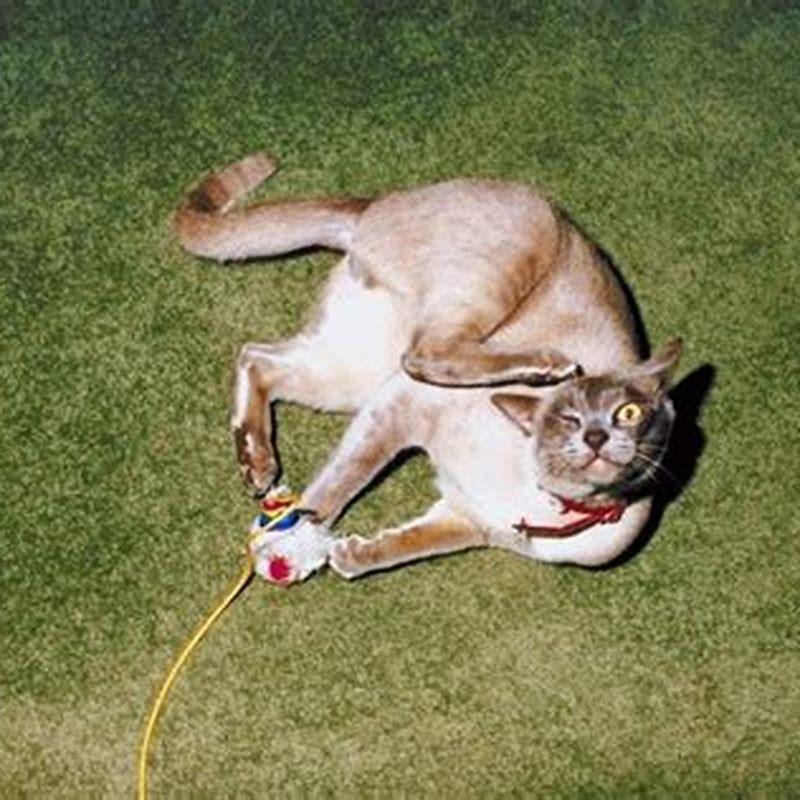 What stuff can kill a cat?