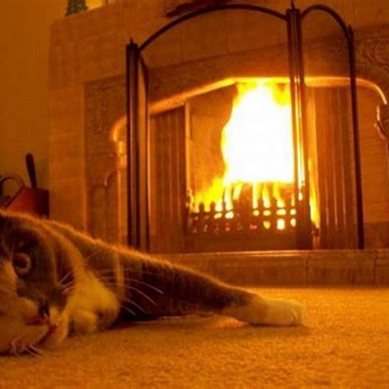 What temperature can cats tolerate heat? - DIY Seattle