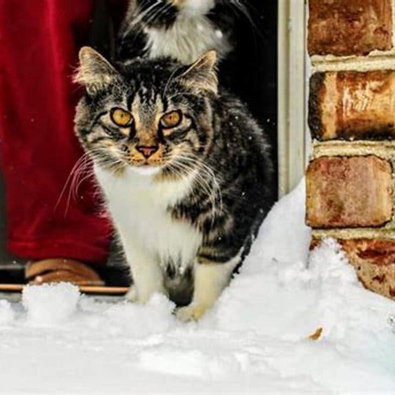 What temperature is too cold for a cat?