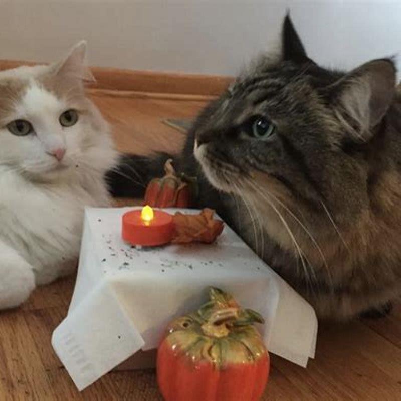 What Thanksgiving foods can I give my cat?