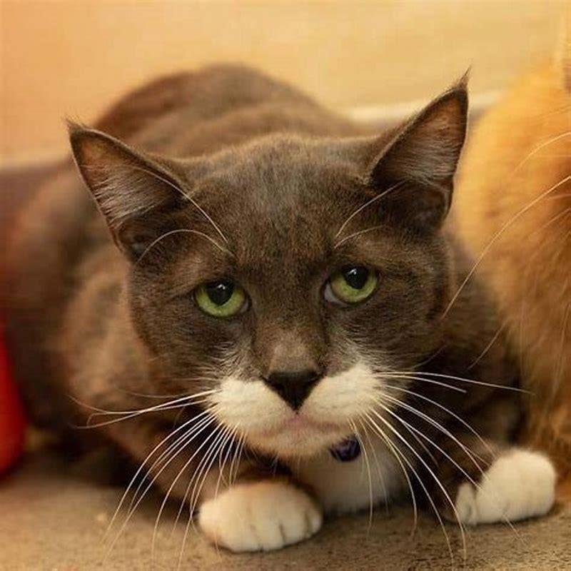 What to do with animals after owner dies?