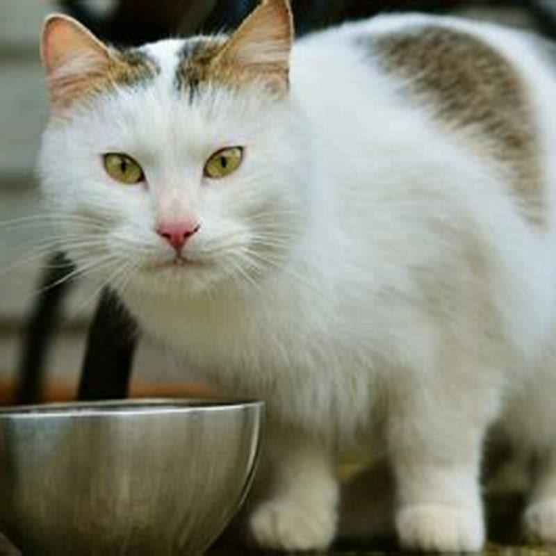 What to feed a cat that has pancreatitis? DIY Seattle