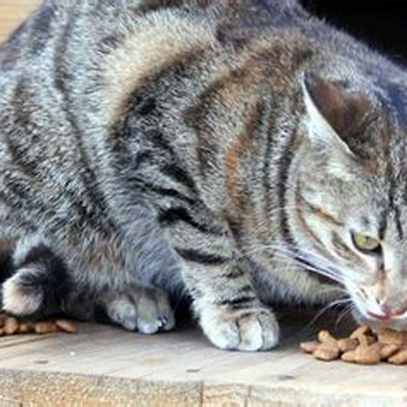 What to feed a starving stray cat? DIY Seattle