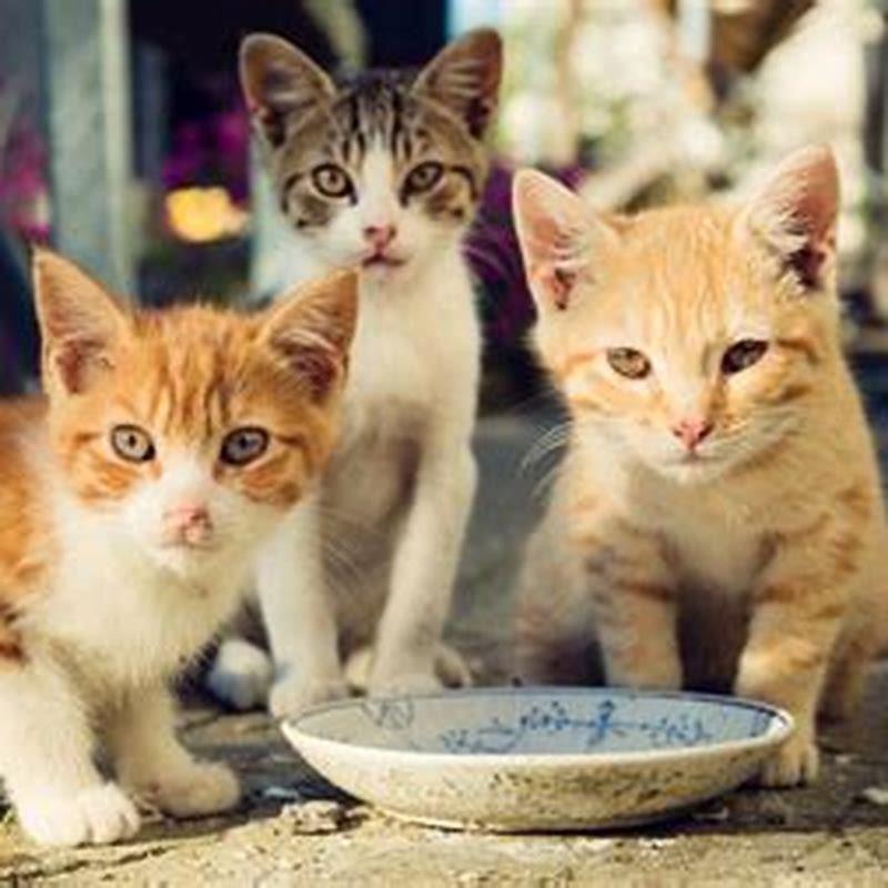 What To Give Stray Kittens To Eat DIY Seattle