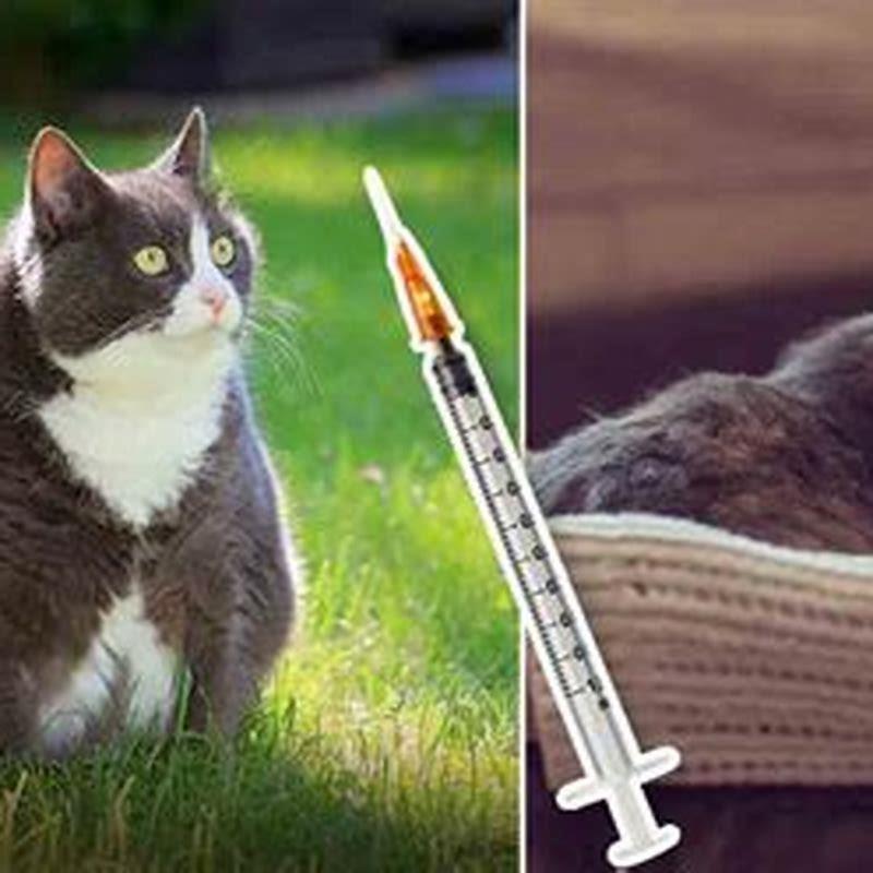 What To Do For A Cat With Heat Stroke