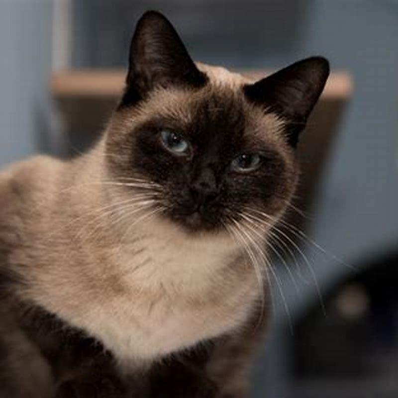 What type of cat is hypoallergenic?