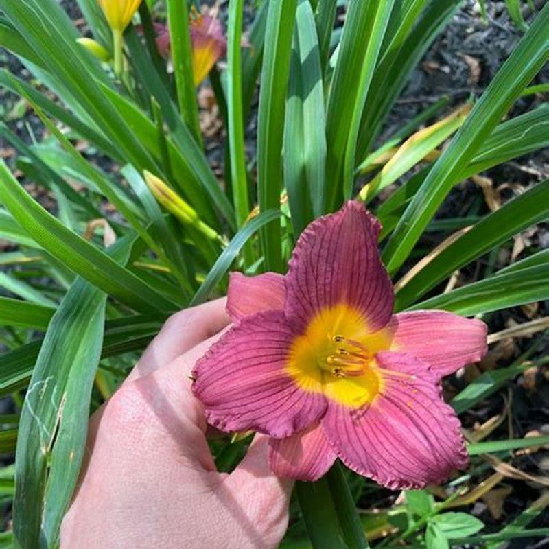 What type of lilies are toxic to cats? DIY Seattle