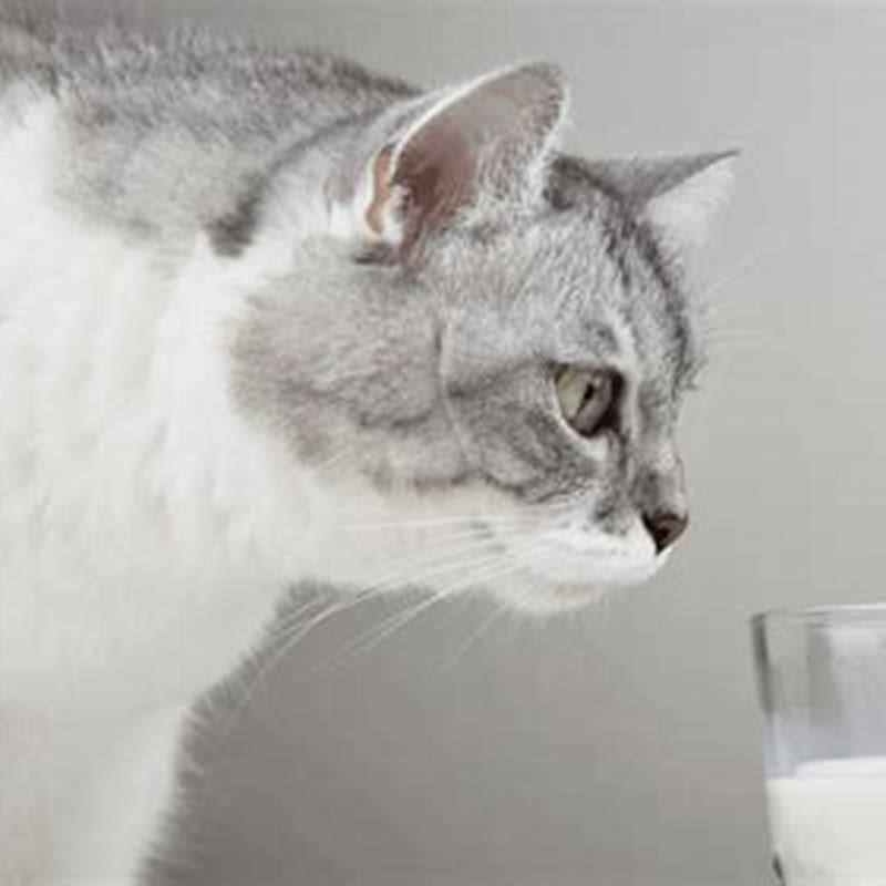 What Type Of Milk Can Cats Drink DIY Seattle