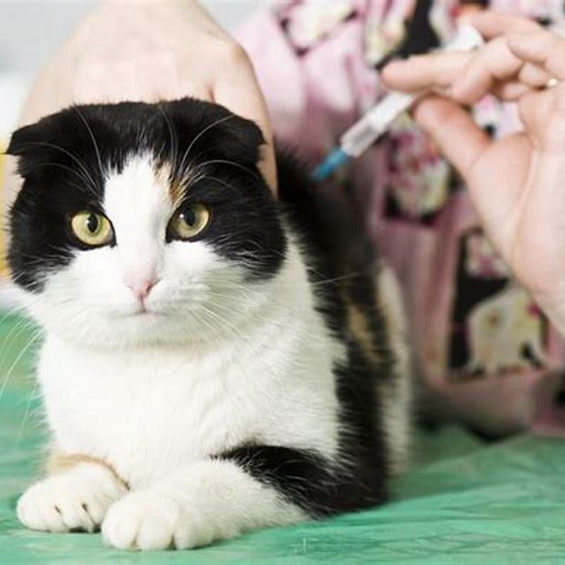 What vaccines do cats need and when?
