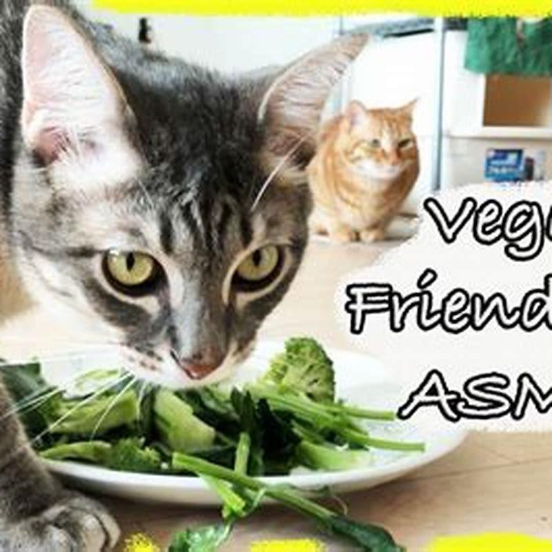 What veg food can cats eat? DIY Seattle