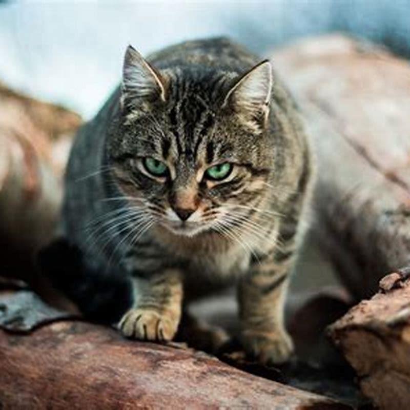 What wild animal would kill a cat?
