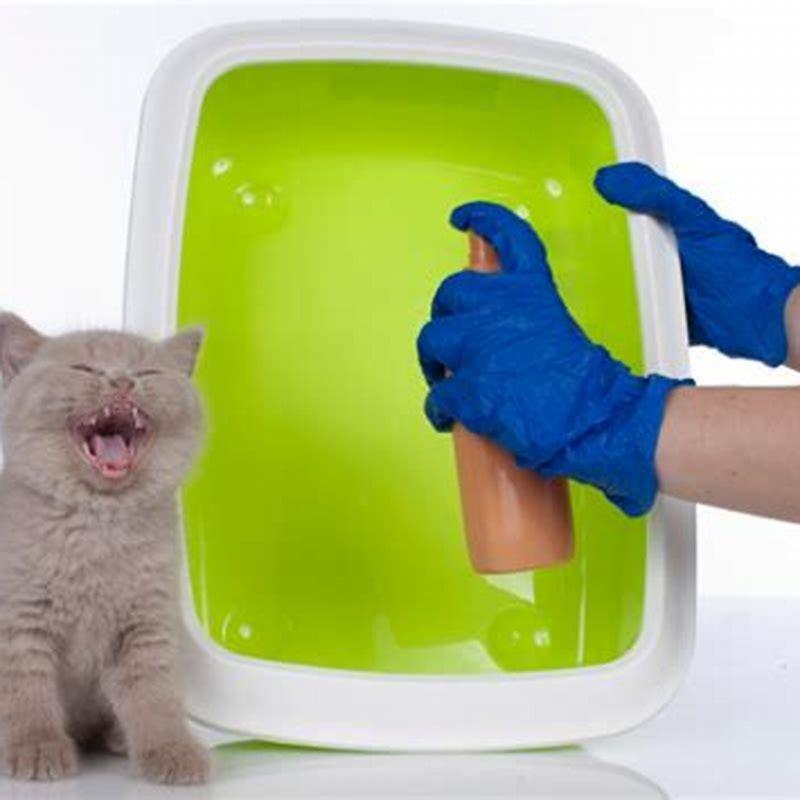 What would cause a female cat to spray?