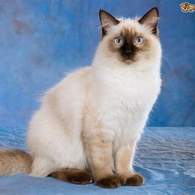 Whats the difference between a ragdoll cat and a Ragamuffin?