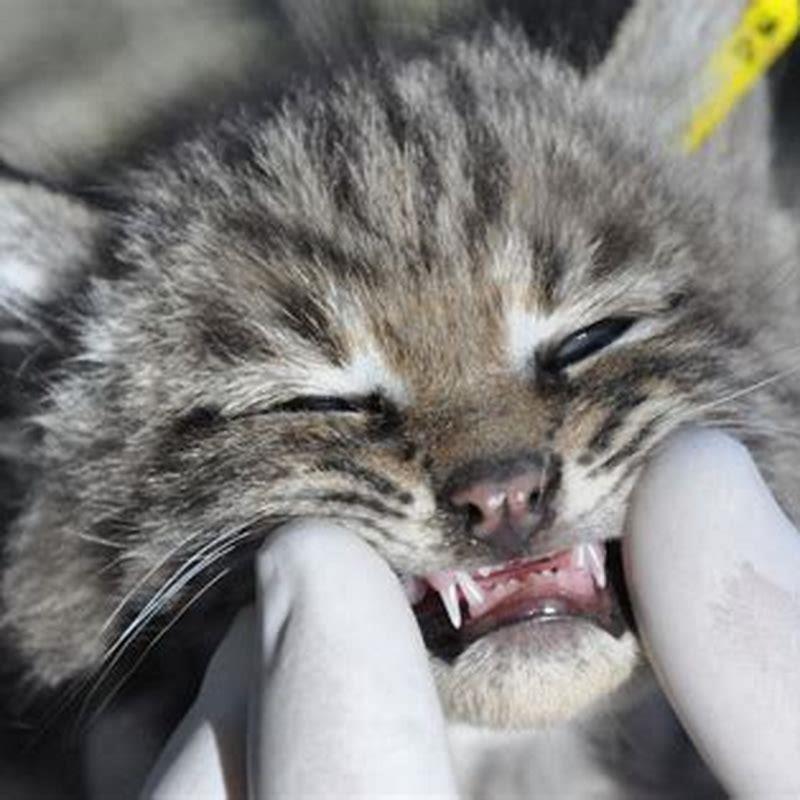 When can kittens see out of their eyes?