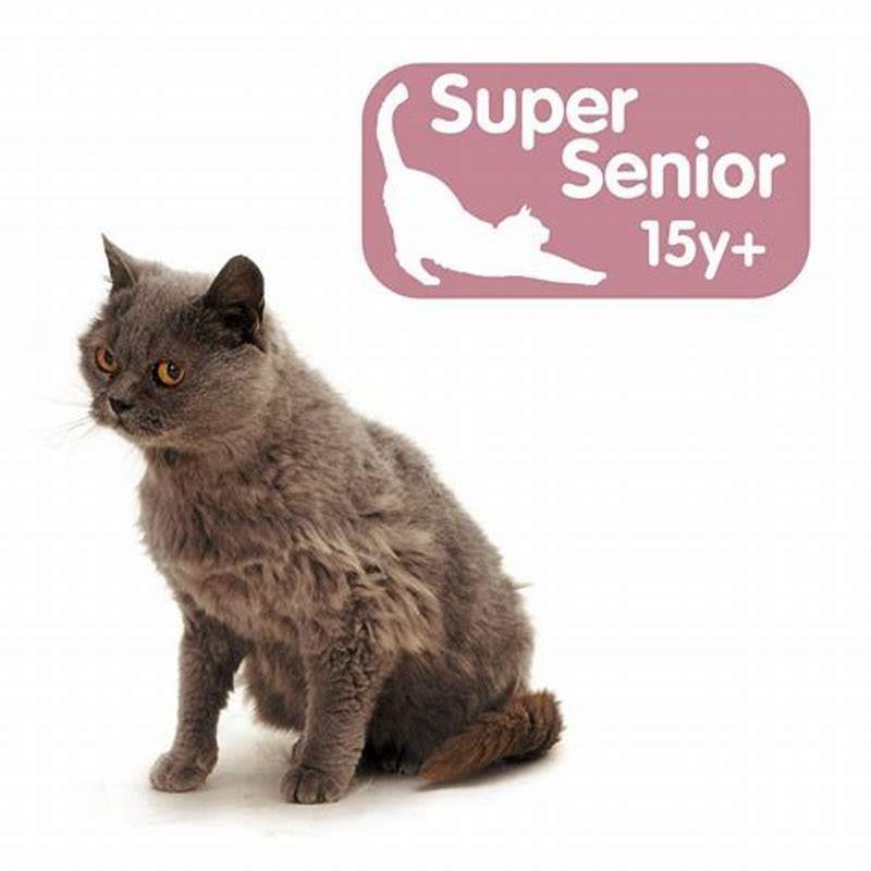 When should I put my senior cat down?