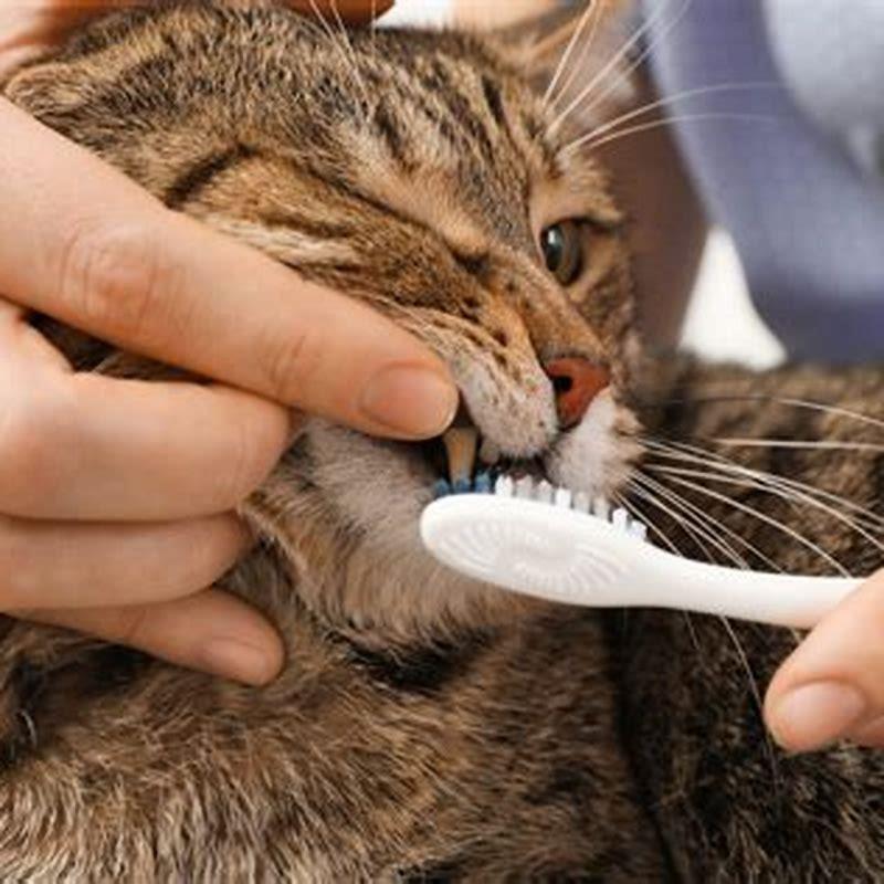 when-should-i-start-brushing-my-cats-teeth-diy-seattle