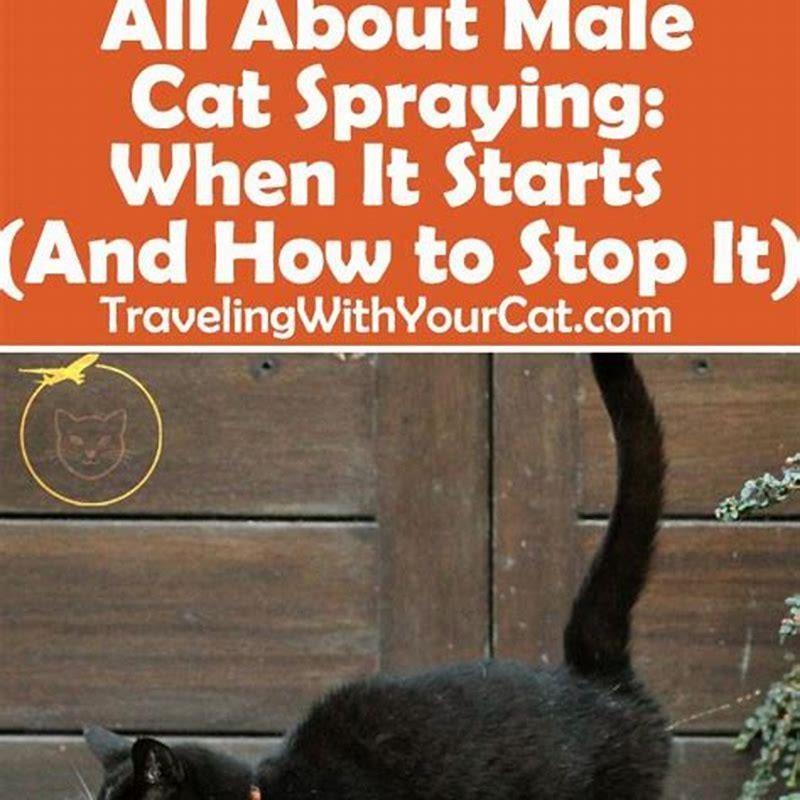 why-does-my-male-cat-still-spray-after-being-neutered