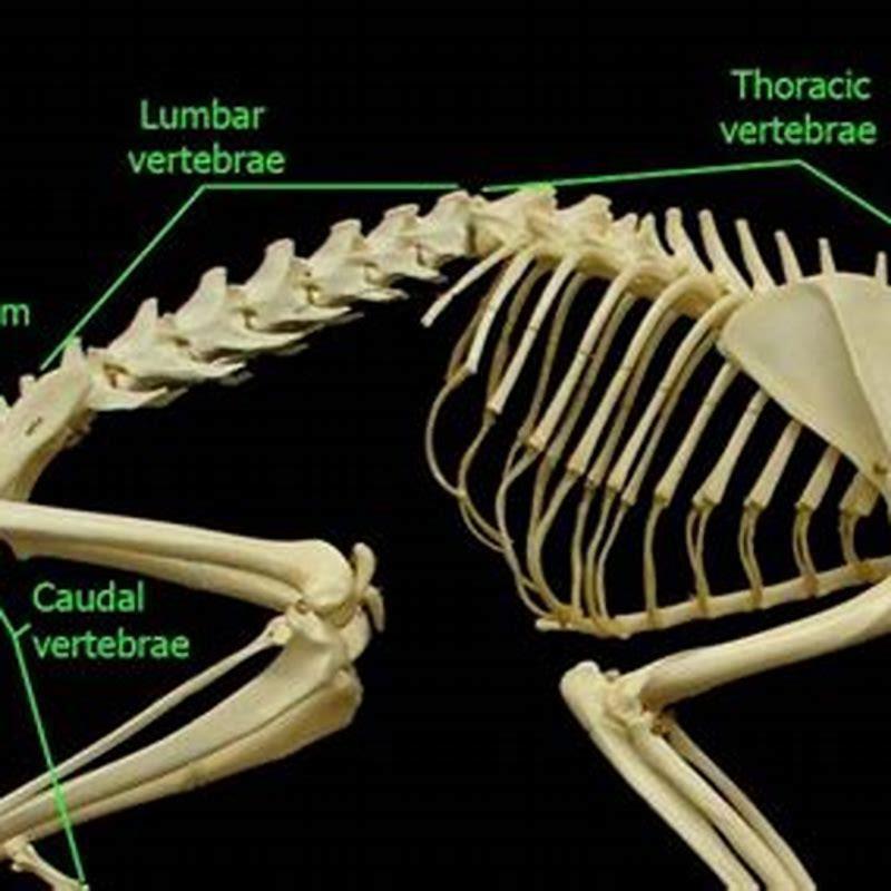 Rib Anatomy Cat at Kimberly Peterson blog