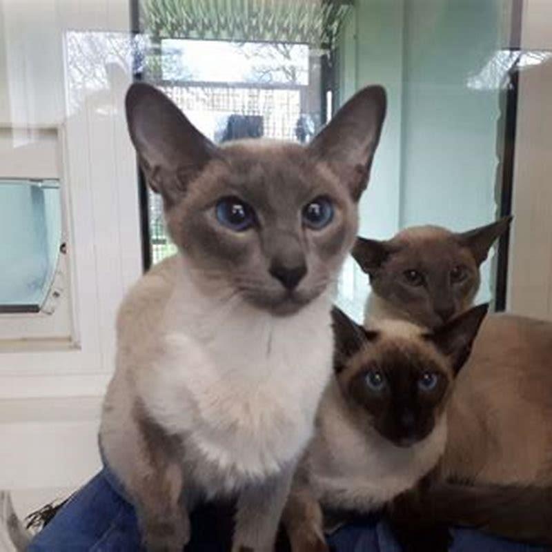 Where are Siamese cats found?