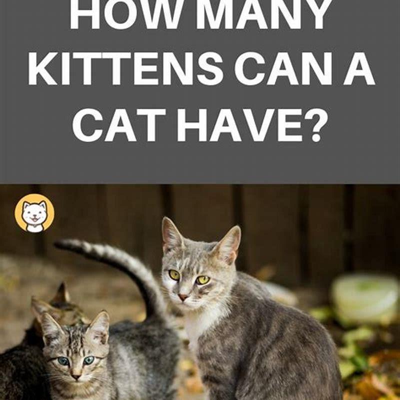 Where can I find feral kittens? DIY Seattle