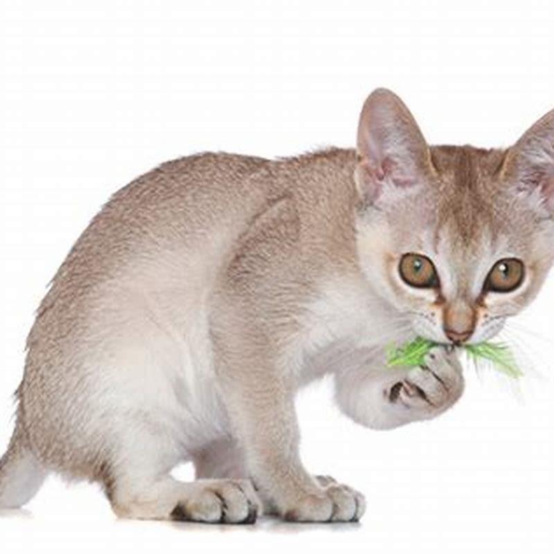 Where did Singapura cats come from?