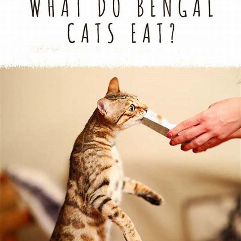 Where do Bengal cats derive from?