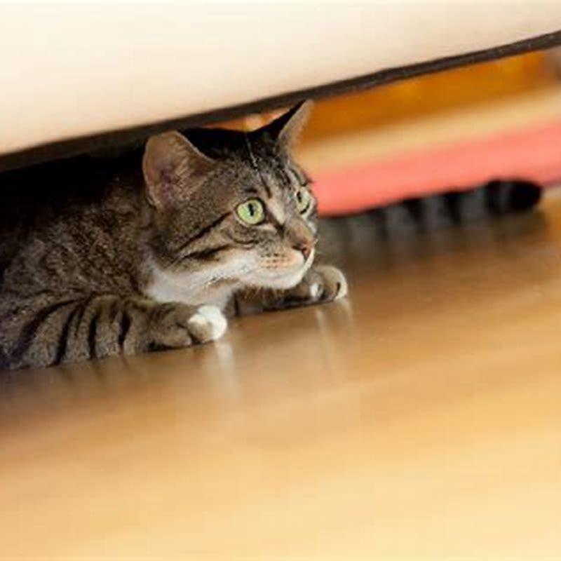 where-do-cats-hide-when-scared-diy-seattle