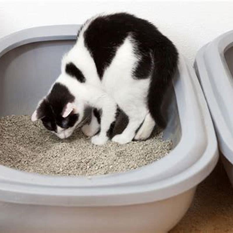 Where do cats poop in the house? - DIY Seattle