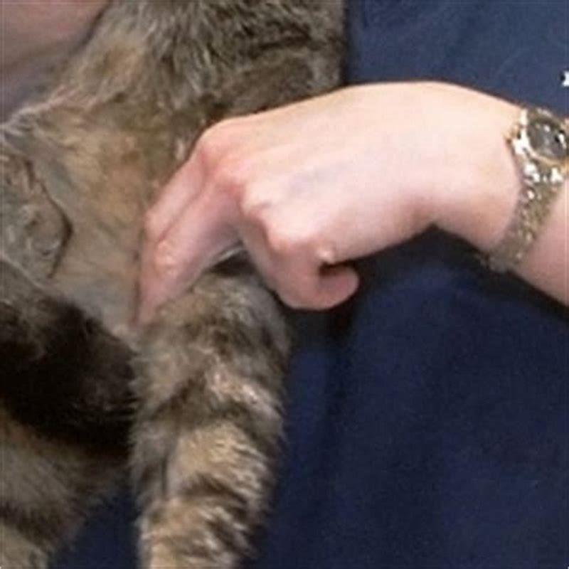 Where Do You Check The Pulse On A Cat DIY Seattle