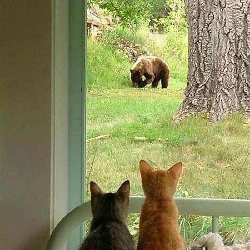 Where do you watch Cats?