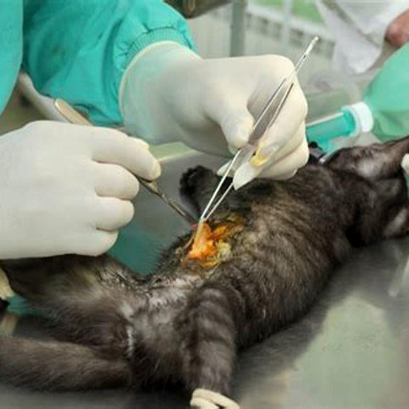 Where does cats go after death?