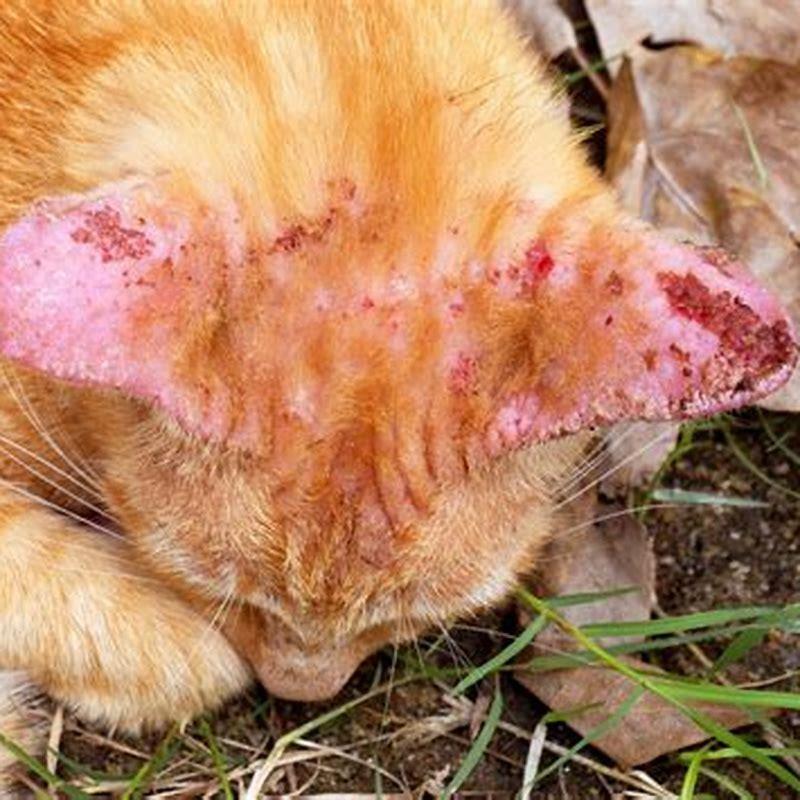 Where is ringworm most common on cats?