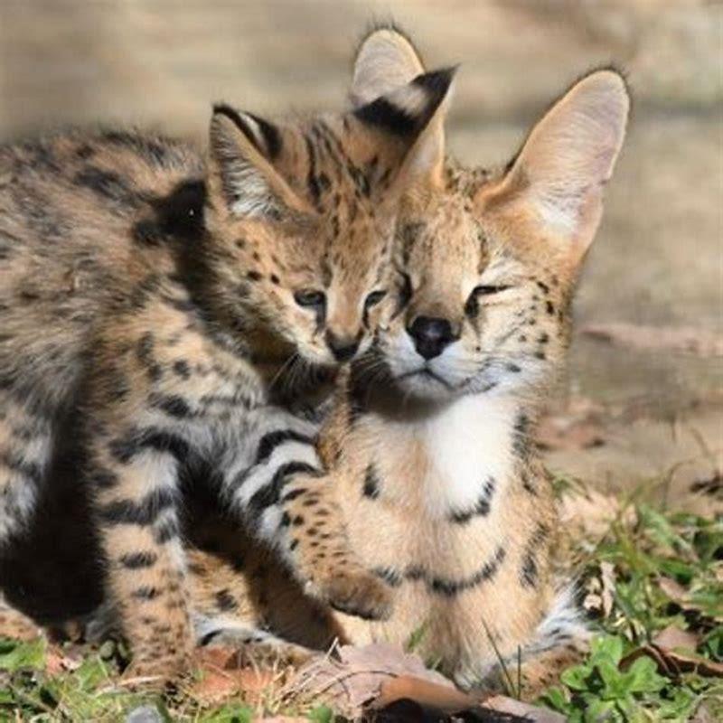 Which big cat is an excellent swimmer who loves water?