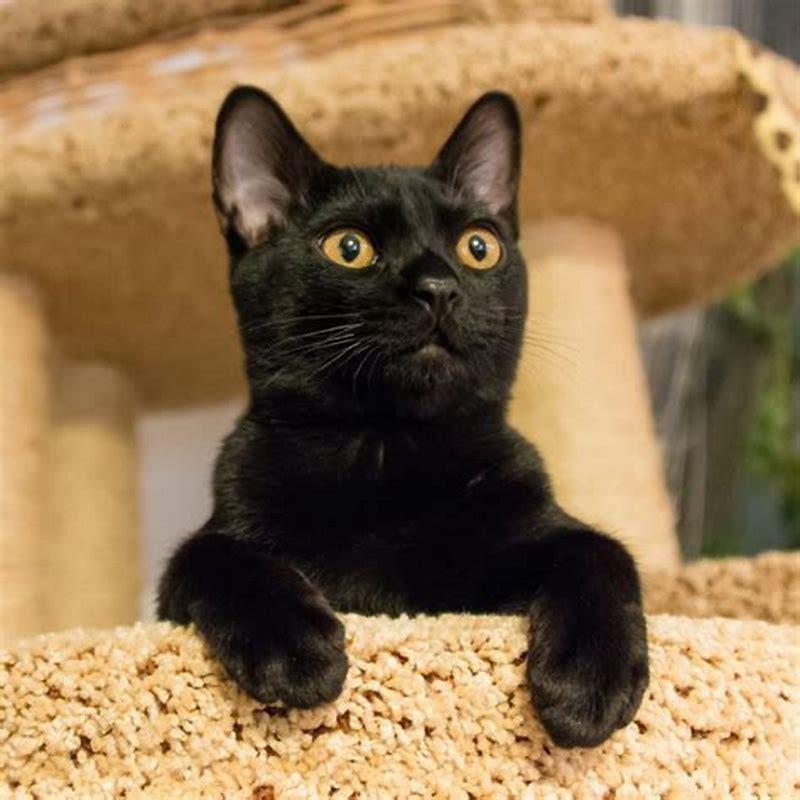 Which breed of cat is the friendliest?