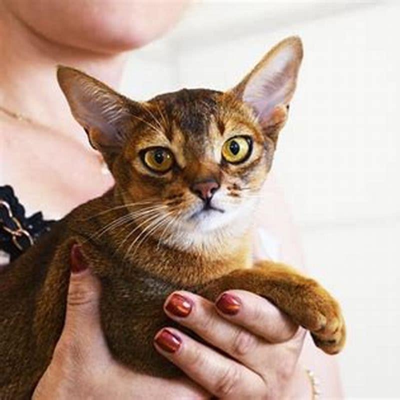 Which breed of cats are cuddly?