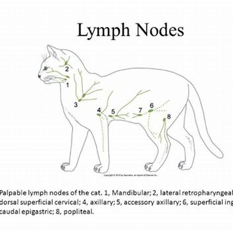 What Causes Enlarged Lymph Nodes In Cats