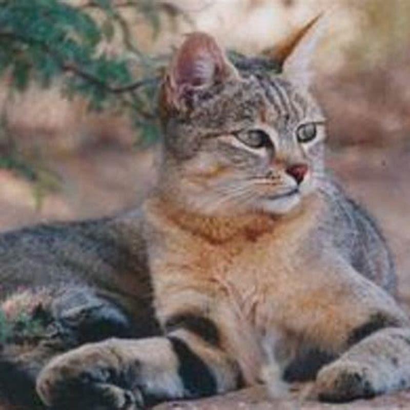 Who Domesticated The First Cat DIY Seattle