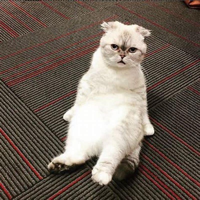 Who is Taylor Swifts cat Olivia named after?