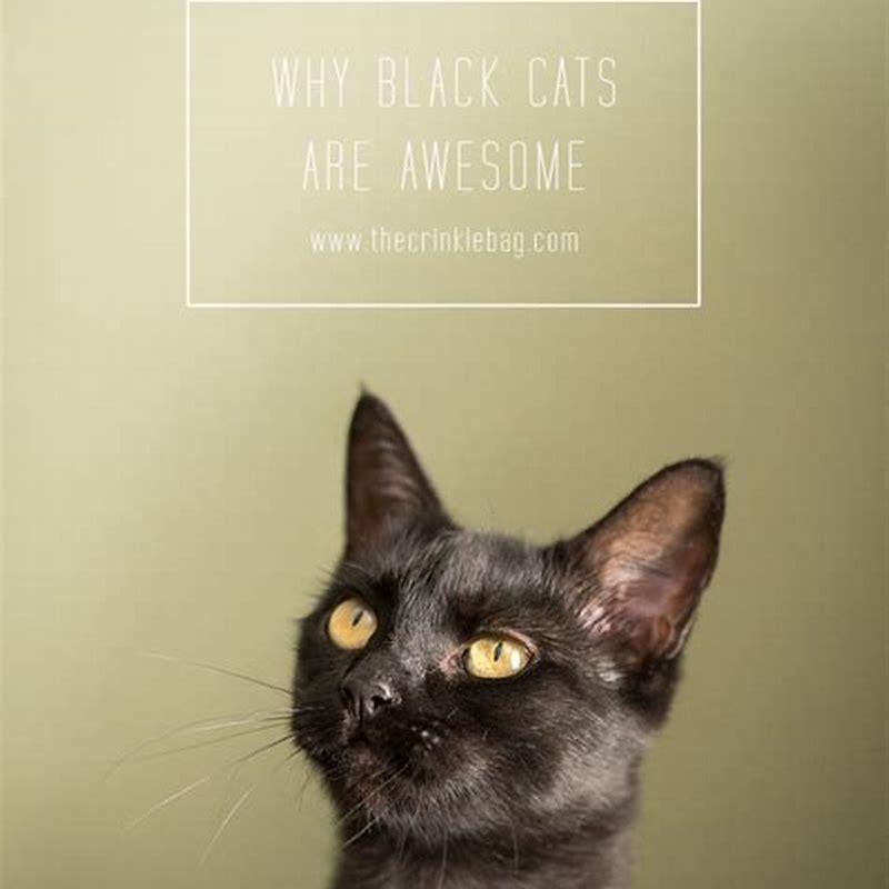 Why are black and white cats weird? DIY Seattle