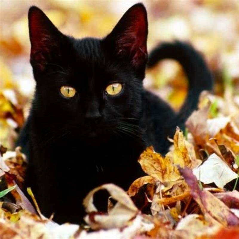 Why are black cats considered scary? - DIY Seattle