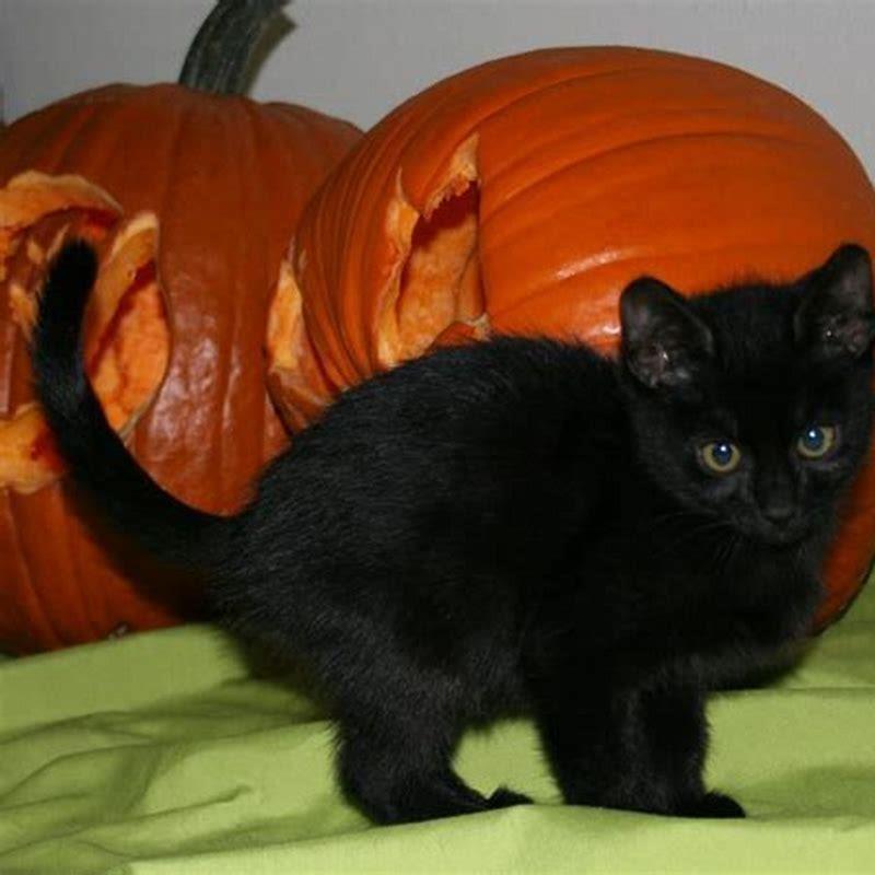 Why Are Black Cats Targeted On Halloween? - DIY Seattle