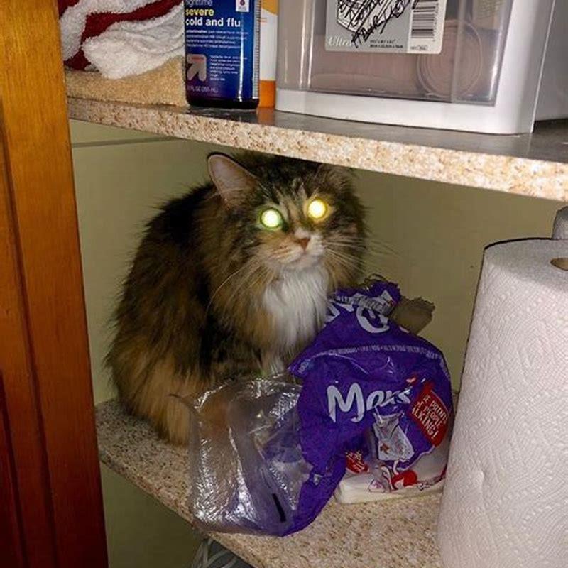 Why are cats aggressive at night?
