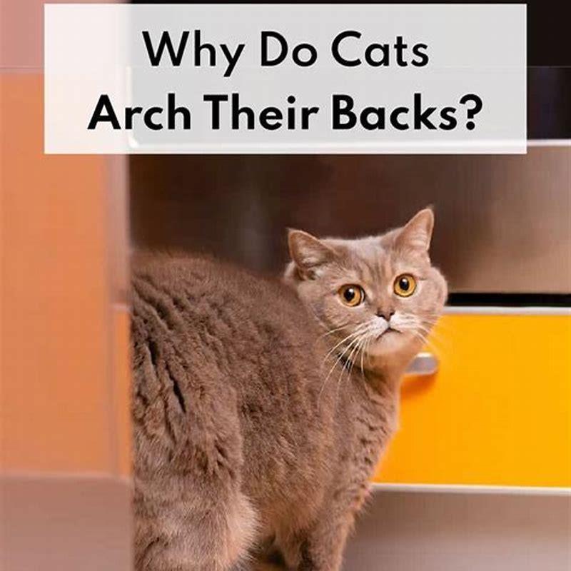 Why are cats always afraid? DIY Seattle