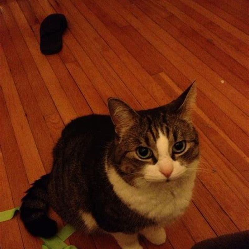 Why Are Cats Called Cats DIY Seattle