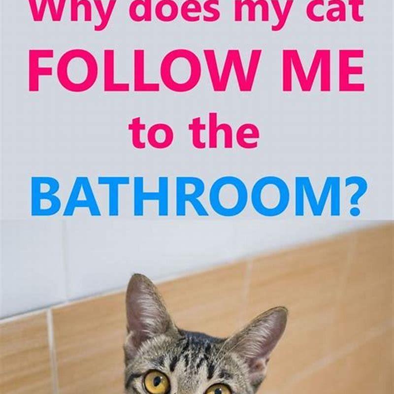 why-are-cats-following-my-cat-diy-seattle