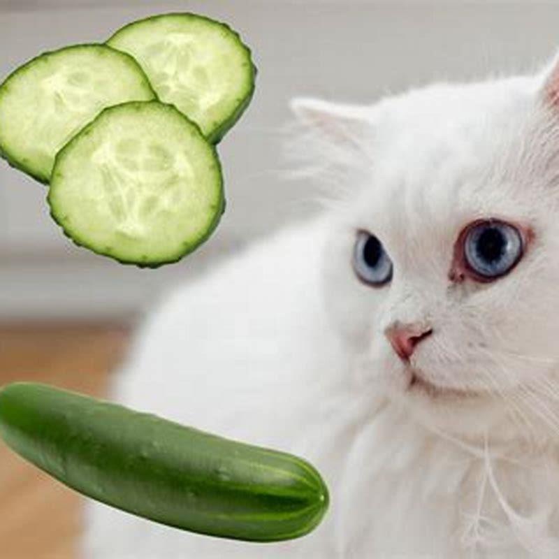 why-are-cats-scared-of-cucumbers-and-bananas-diy-seattle